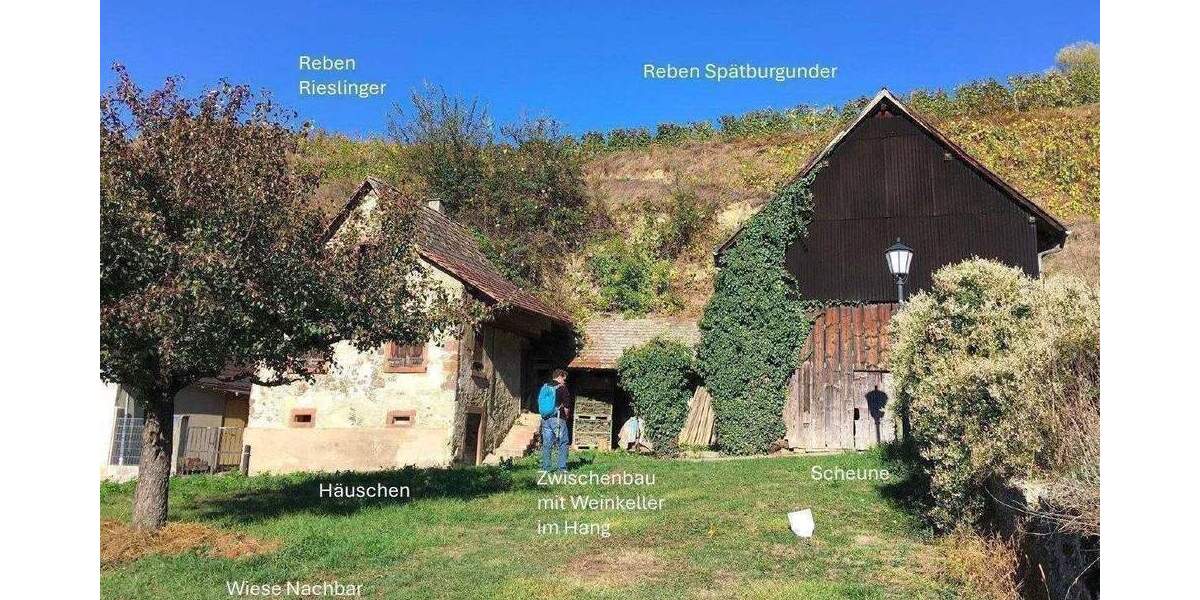 Baugrundstück mit Rebland und Bestandsgebäude + Vogtsburg-Bickensohl-Breisach + Rebterrassen + Weinkeller im Löshang zimmer