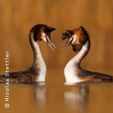 Urban Birding in Freiburg - mit Kalle Nibbenhagen 29.11.2025 Café Extrablatt