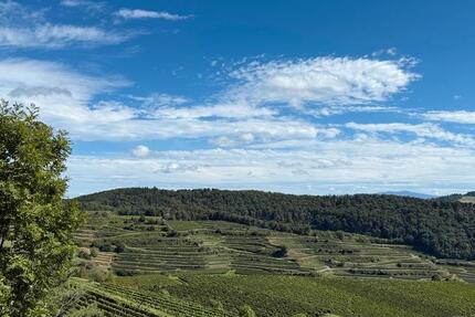 Wohnung in Endingen im April zu vermieten zimmer