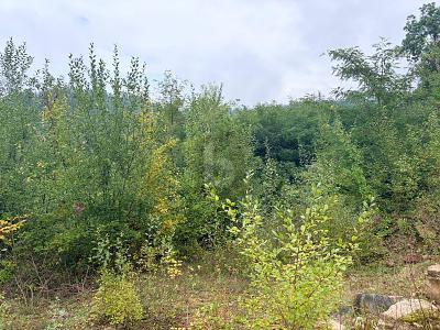 FERTIGES PROJEKT SUCHT UMSETZUNG! - Grundstück Badenweiler | Angebot:24822560