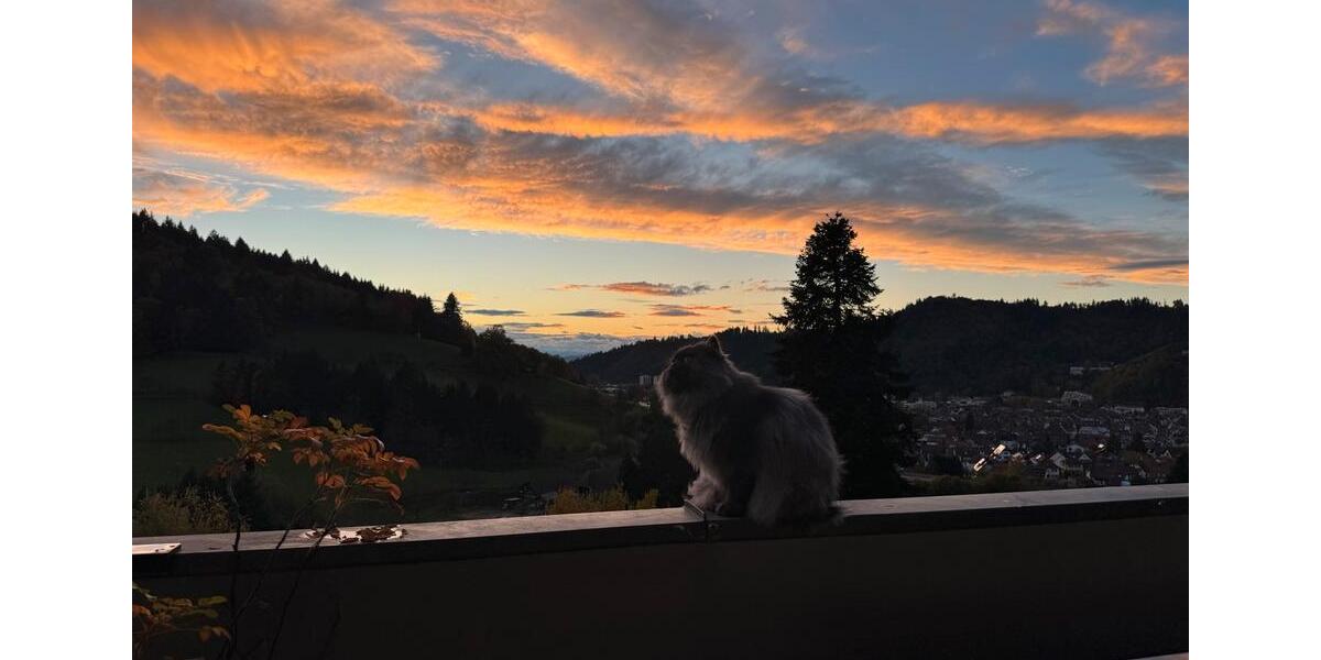 Etagenwohnung Waldkirch - 3 Zimmer, 80 m&sup2;, 350&euro; | Angebot:25165019