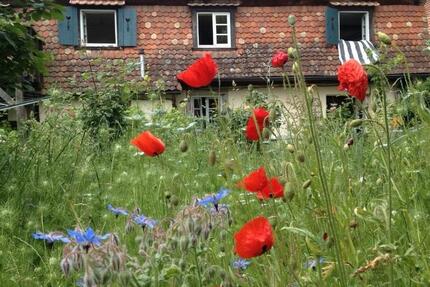 Wohnung Breisach am Rhein - 1 Zimmer, 30 m&sup2;, 450&euro; | Angebot:25713670