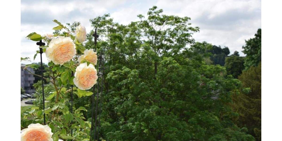 Etagenwohnung Breisach am Rhein Breisach - 2 Zimmer, 109 m&sup2;, 499.000&euro; | Angebot:23963513