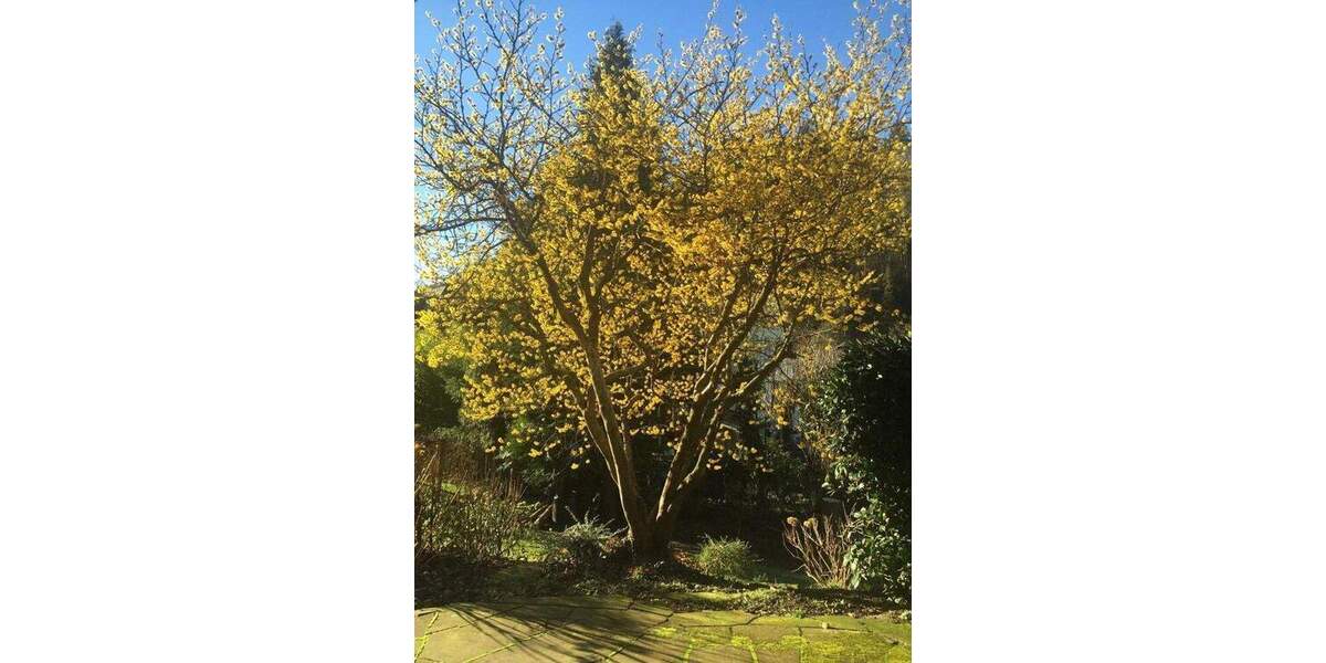 Mehrfamilienhaus, Wohnhaus Freiburg Günterstal - 1 Zimmer, 356 m&sup2;, 1.195.000&euro; | Angebot:25784556