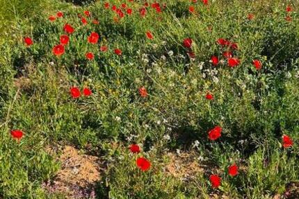 Garagen / Stellplätze Freiburg im Breisgau - 80&euro; | Angebot:26579578
