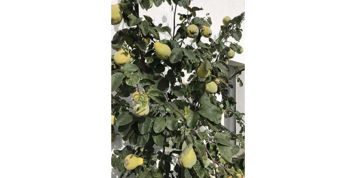 Einfamilienhaus Lenzkirch Saig - 9 Zimmer, 208 m&sup2;, 700.000&euro; | Angebot:25835773