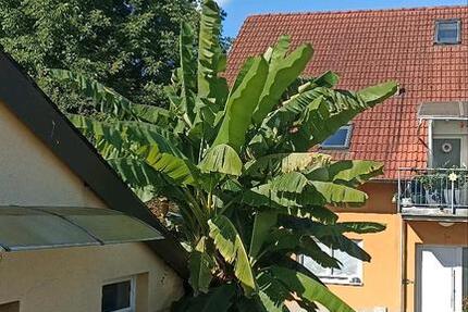 Ihringen kleines Haus mit Garten, Autostellplatz in Bahnhofsnähe 2 zimmer