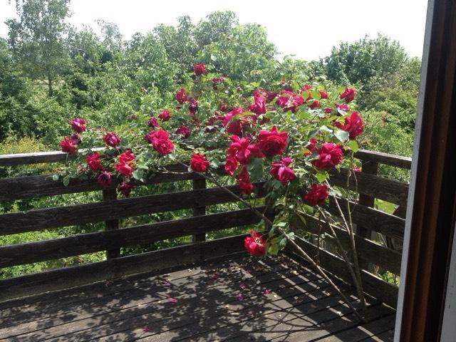 Etagenwohnung Breisach am Rhein - 4 Zimmer, 40 m&sup2;, 450&euro; | Angebot:25713653